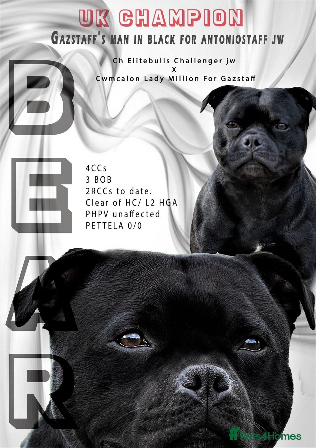 Staffordshire Bull Terrier dogs for sale: Stunning Males For Sale  - Image 3