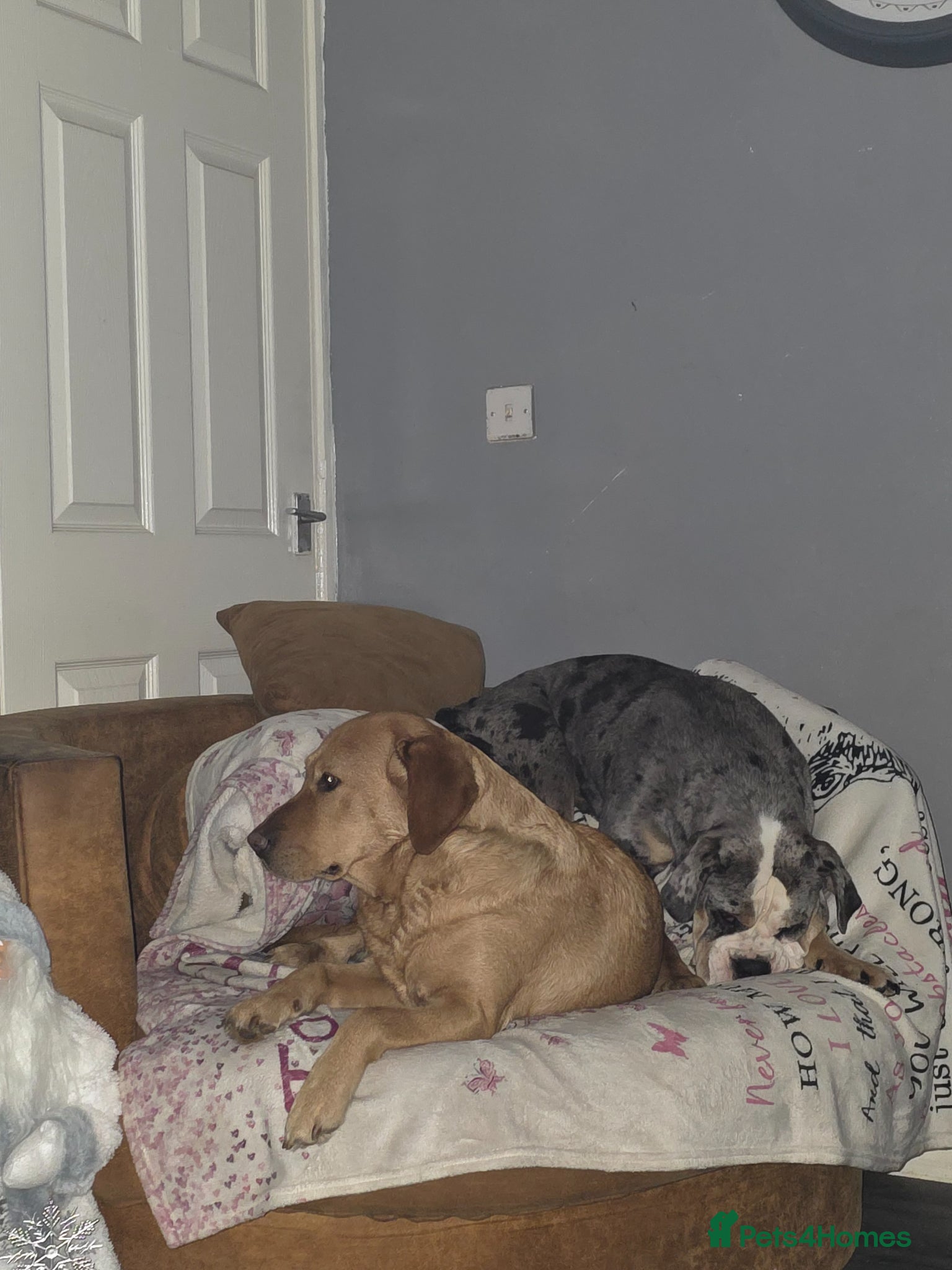 Old Tyme Bulldog dogs for sale: Female old tyme bulldog  - Advert 4