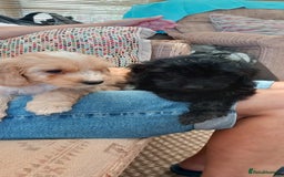 Cockapoo dogs for sale: Beautiful cockapoo puppies  - Image 10