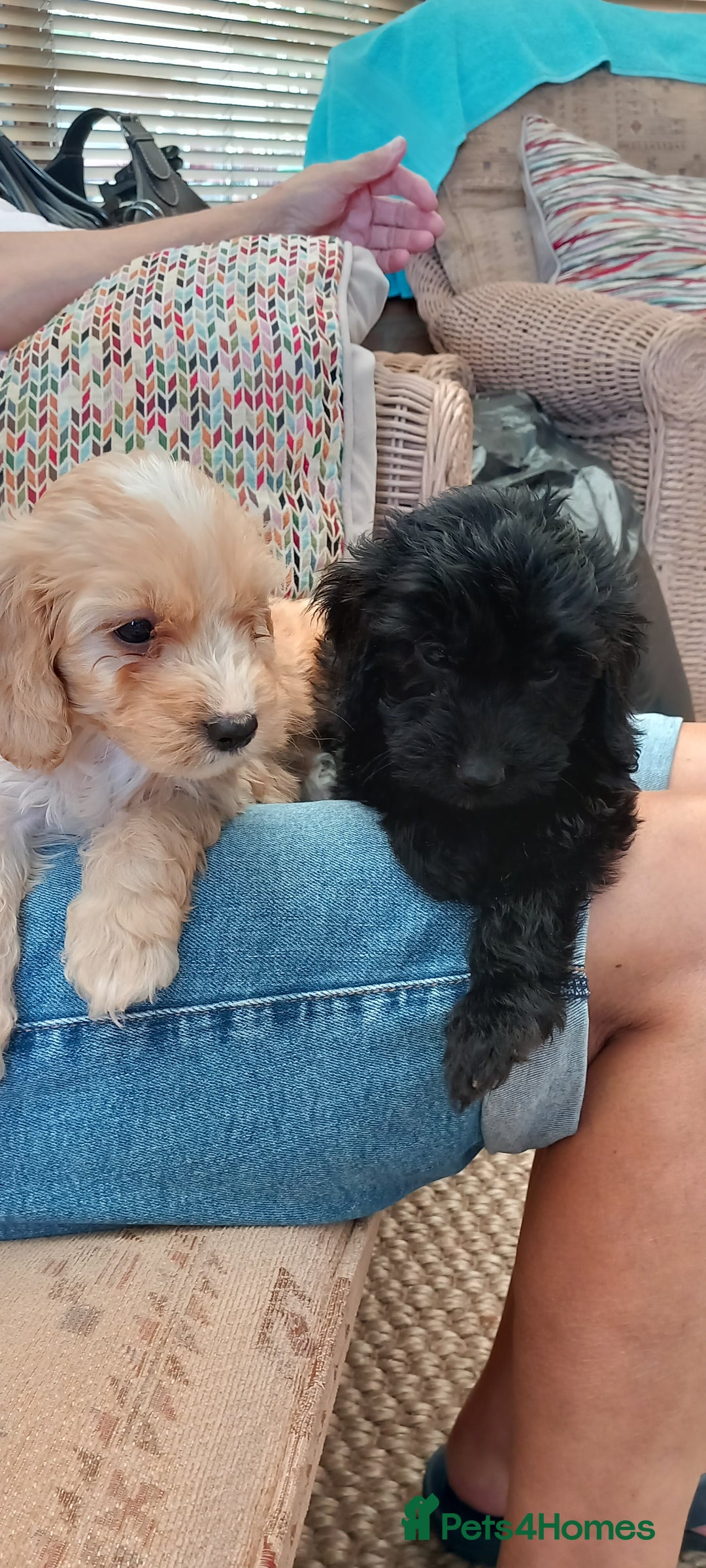 Cockapoo dogs for sale: Beautiful cockapoo puppies  - Image 10