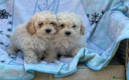 Poochon dogs for sale: Beautiful Poochons  - Image 6
