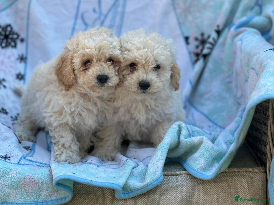Poochon dogs for sale: Beautiful Poochons  - Image 6