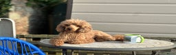 Cavapoo dogs for sale: Health Tested F1 TOY Cavapoo Puppies  - Advert 17
