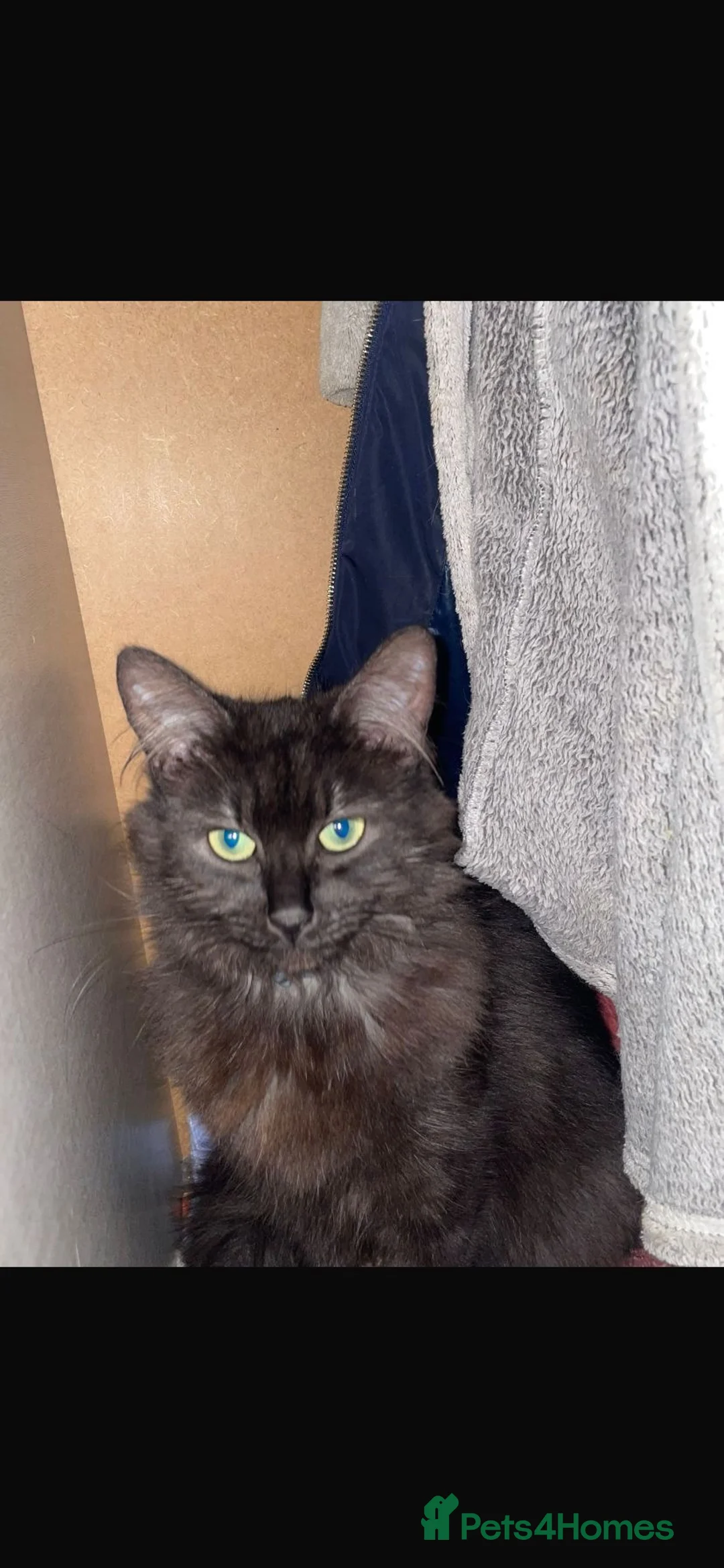 Mixed Breed cats for sale: 4 amazing female kittens ready now in Dartford - Advert 5