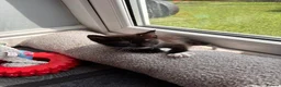 Mixed Breed cats for sale: Most loveable kittens  in Nottingham - Advert 5