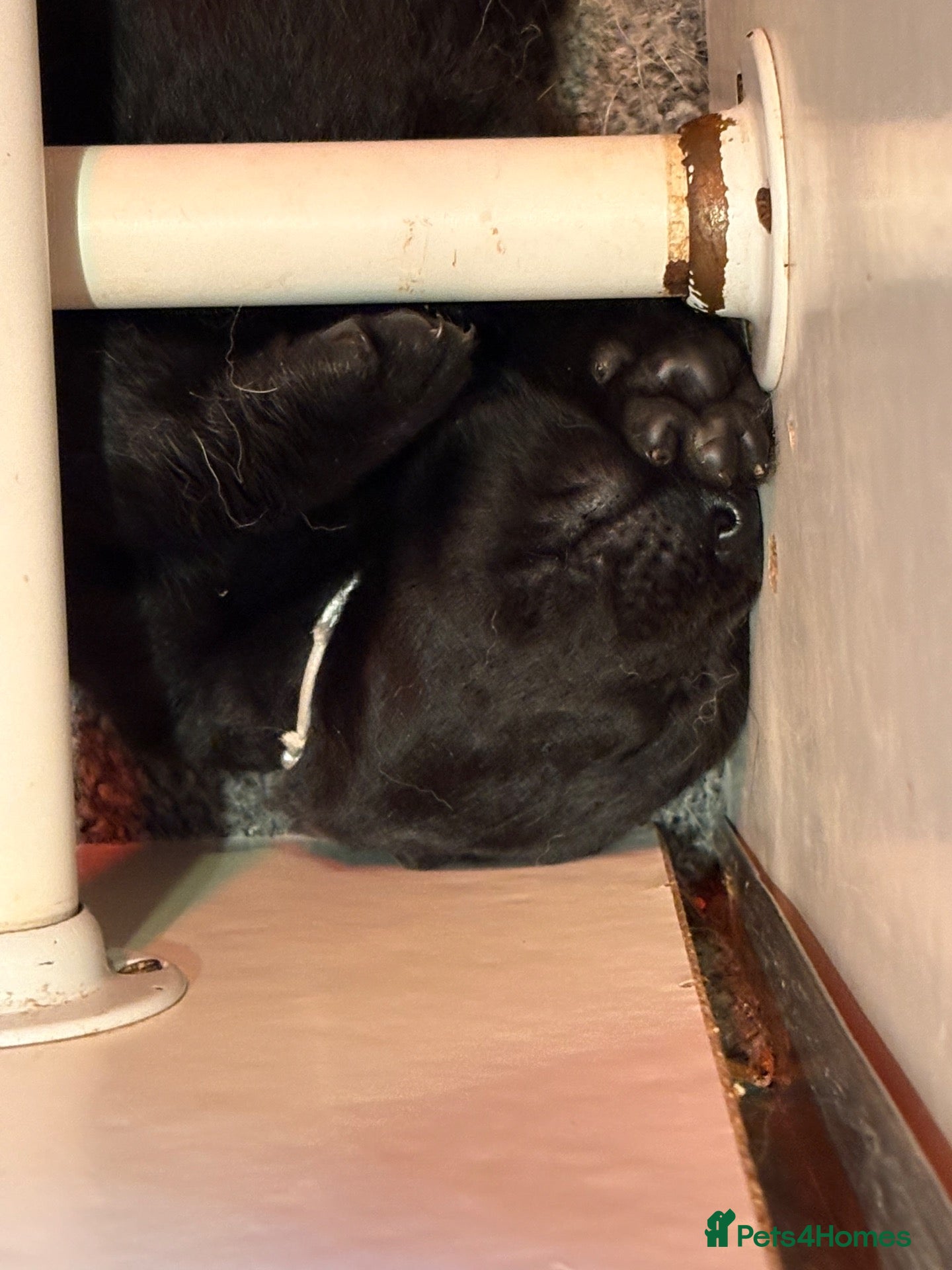 Labrador Retriever dogs BEAUTIFUL BIG BONED BLACK SHOW TYPE LABRADORS - Advert 2