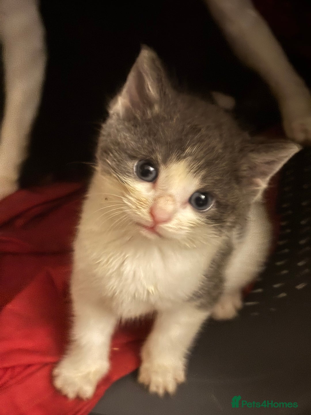 Mixed Breed cats for sale: Adorable Fluffy Kittens - Advert 5