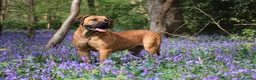 Boerboel dogs for sale: Waitlist now open - due early October in Horsham - Advert 3