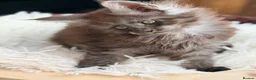 Maine Coon cats for sale: One beautiful black smoked Maine coons ready soon - Advert 30