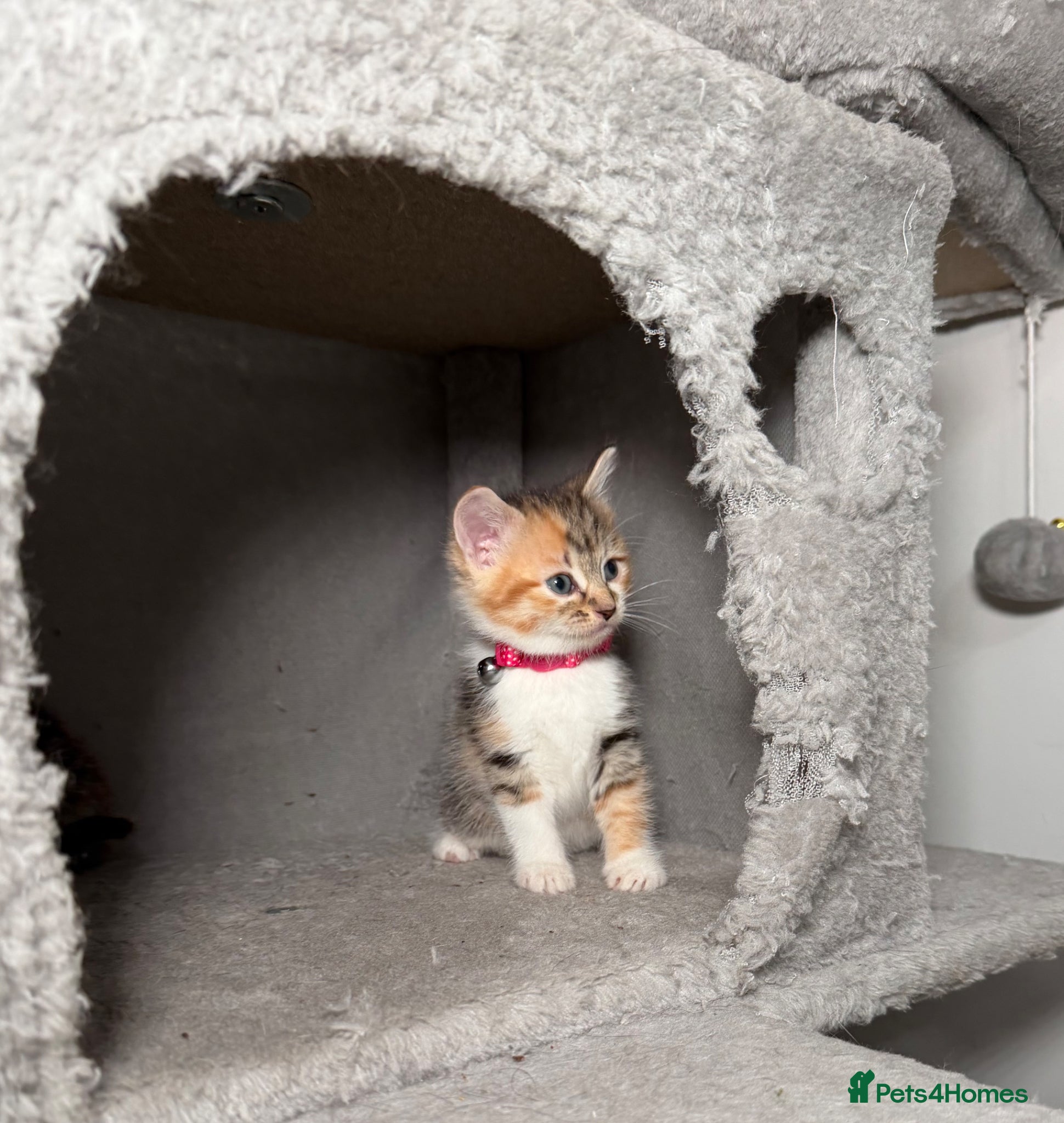 Mixed Breed cats 💗Beautiful kittens ready to reserve💗 - Advert 1