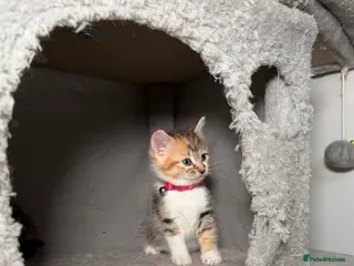 Mixed Breed cats 💗Beautiful kittens ready to reserve💗 - Advert 1