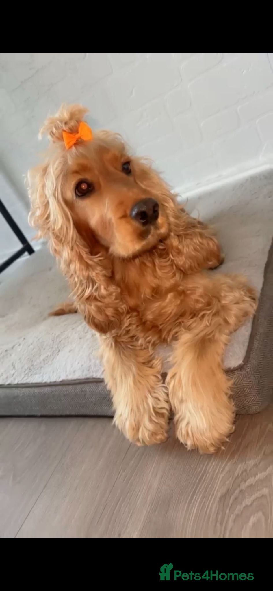 Cocker Spaniel dogs Cocker spaniels puppies***** - Advert 2