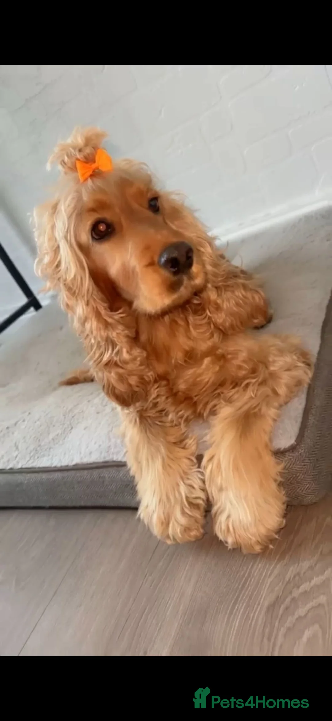 Cocker Spaniel dogs for sale: Cocker spaniels puppies***** - Advert 1