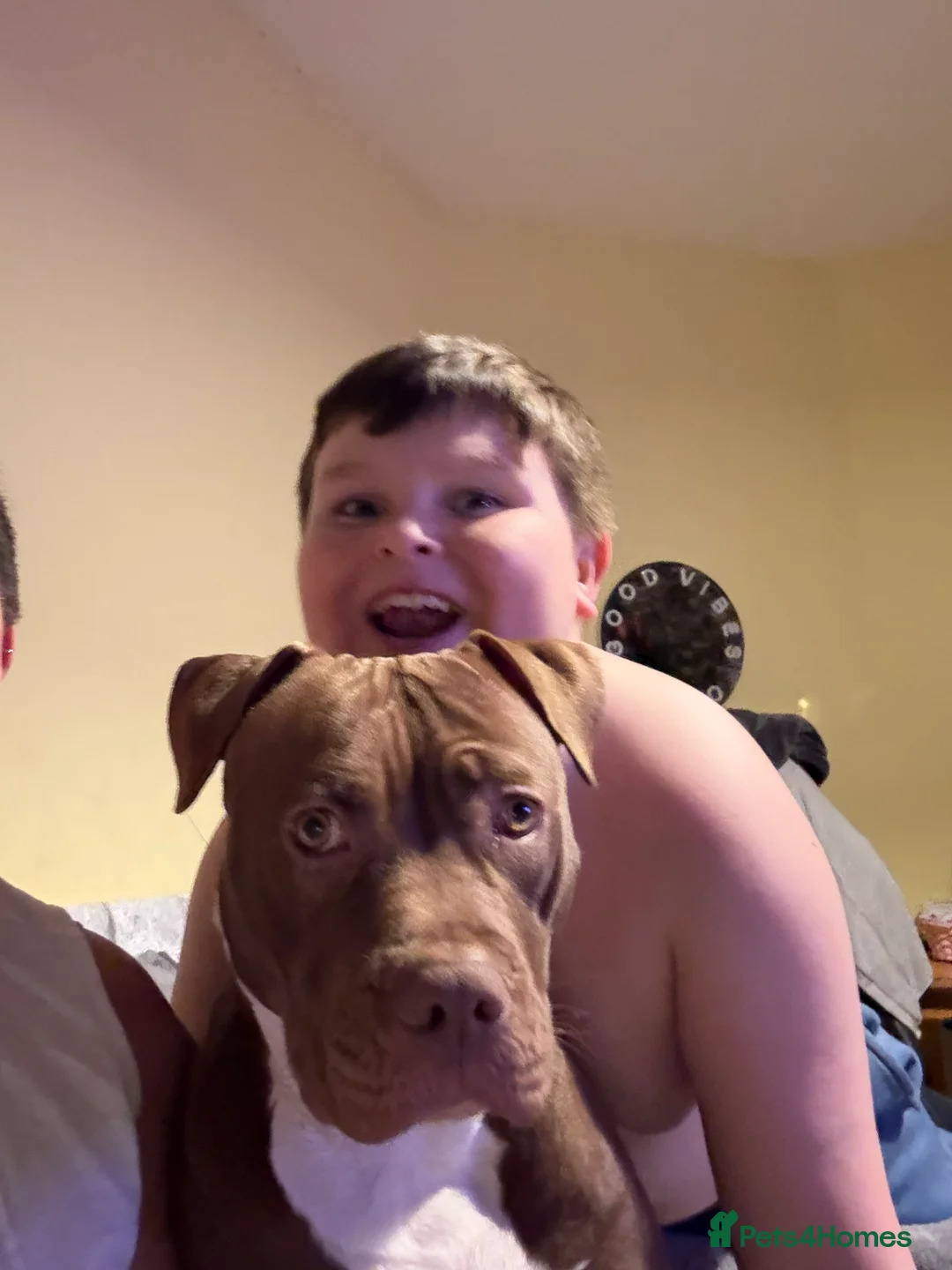 British Shorthair cats for sale: Kittens 8 weeks old boys  - Advert 7