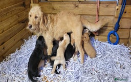 Labradoodle dogs for sale: F1b labradoodle,  back cross to a labrador - Image 11