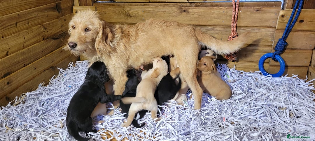 Labradoodle dogs for sale: F1b labradoodle,  back cross to a labrador - Image 11