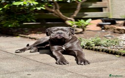 Cane Corso dogs for stud: Beautiful cane corso for stud - Image 10
