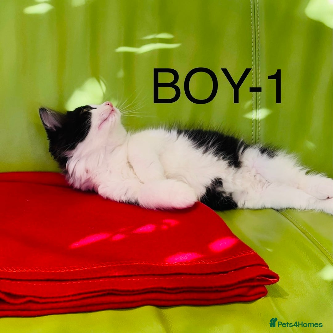 Mixed Breed cats for sale: Beautiful ,clever ,healthy village Kittens - Image 8
