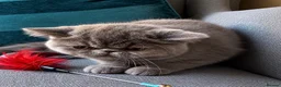 Exotic cats for sale: Exotic Shorthair Kittens For Sale - Advert 4