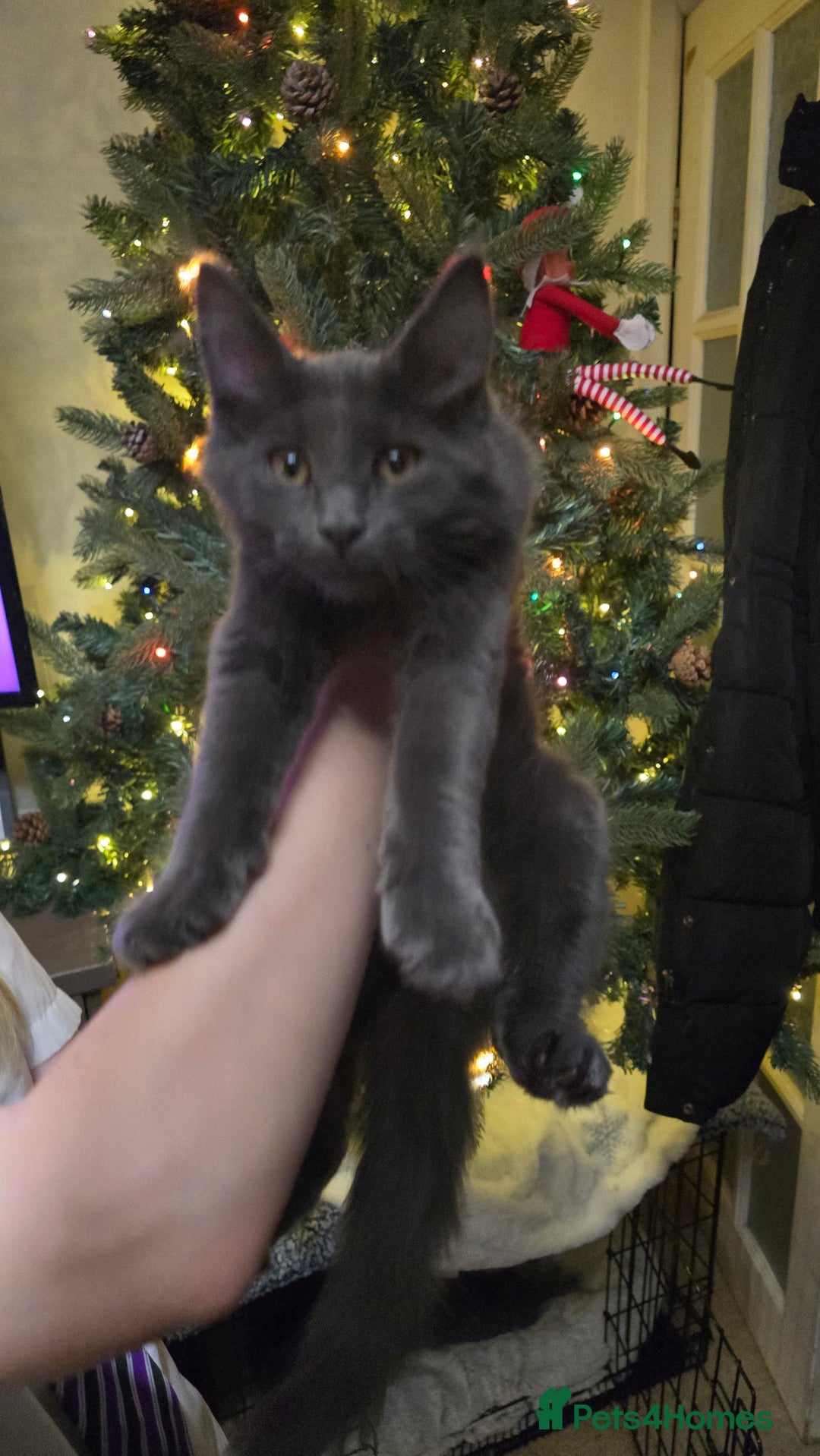 Maine Coon cats for sale: 5 beautiful maine coon ready to go - Advert 15