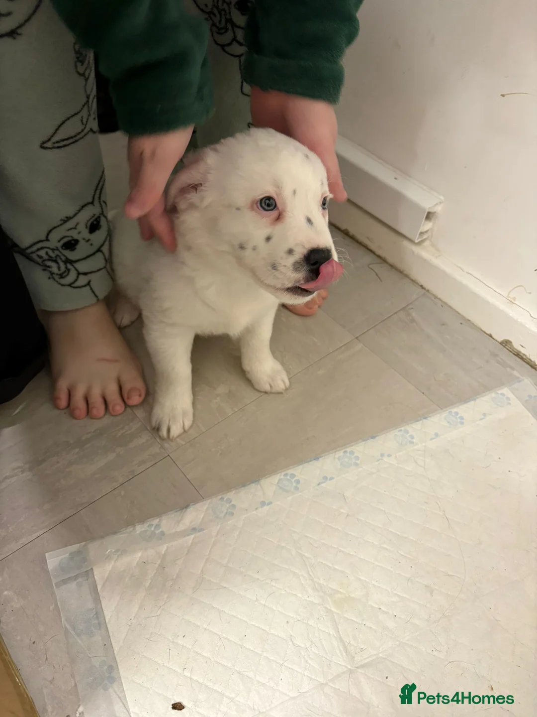 Staffordshire Bull Terrier dogs for sale: Little snowy princess  - Advert 8