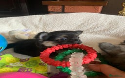 Chihuahua dogs for sale: Adorable semi long coat chihuahua puppies - Image 10