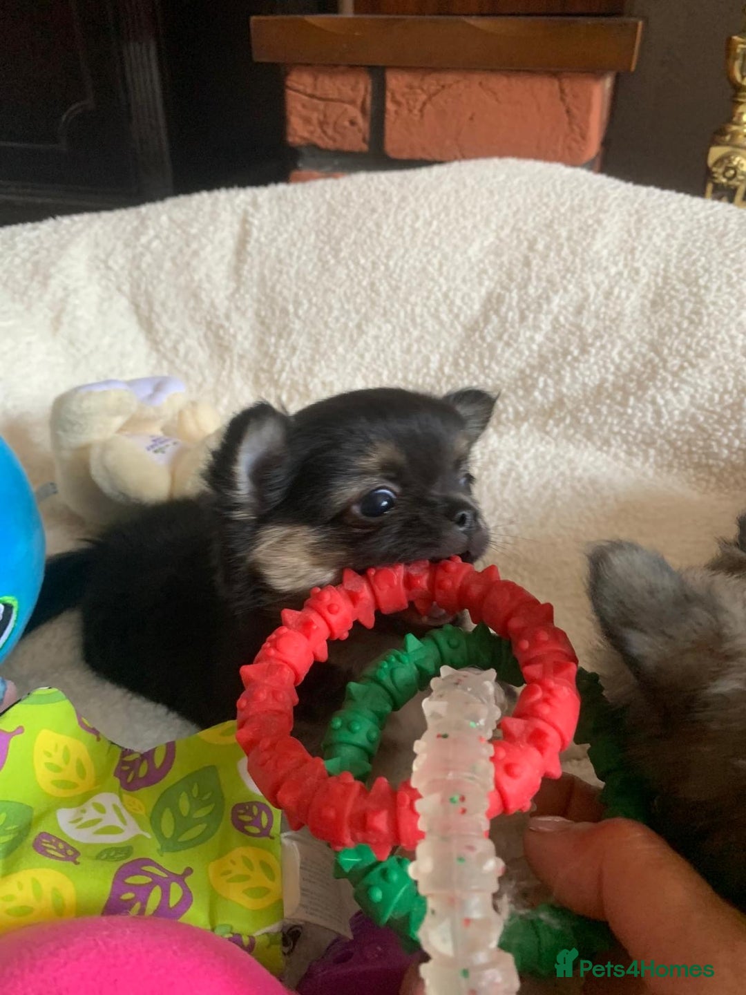 Chihuahua dogs for sale: Adorable semi long coat chihuahua puppies - Image 10