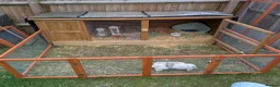 Dutch rabbits for sale: Bonded 10 week old dutch x french lop sisters - Advert 10