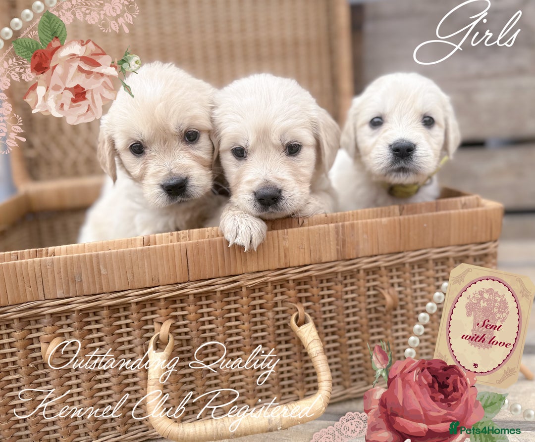 Golden Retriever dogs for sale: 35*GEN KC/FCI Dad Champion Health Certificated - Advert 8