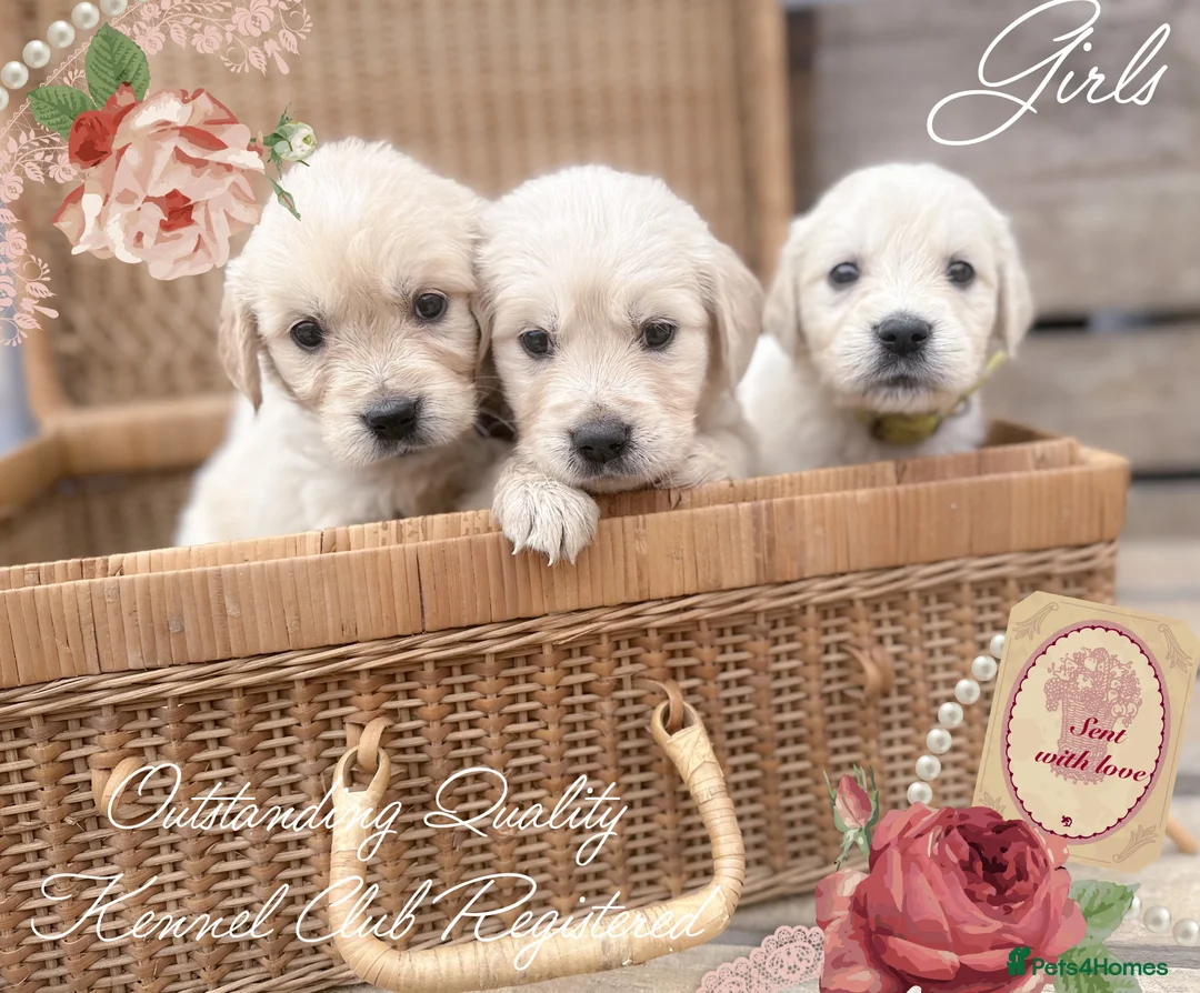 Golden Retriever dogs for sale: 35*GEN KC/FCI Dad Champion Health Certificated - Advert 8