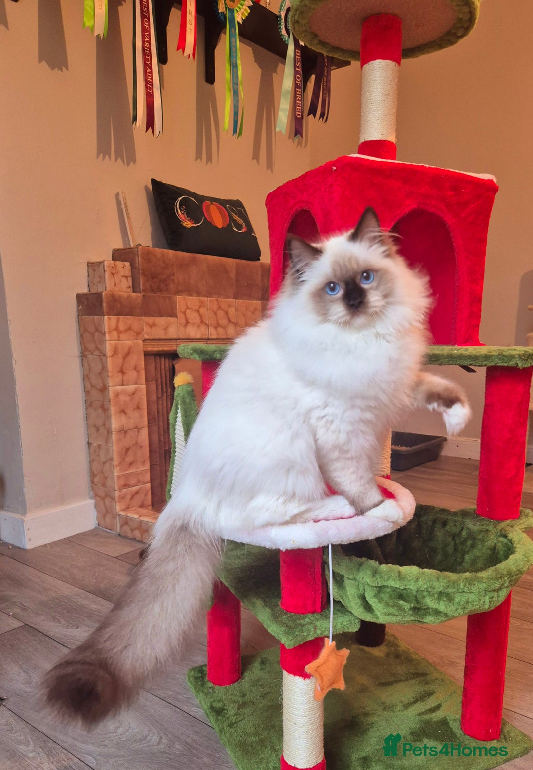 Ragdoll cats for sale: Ragdoll male kitten gccf active - Advert 11