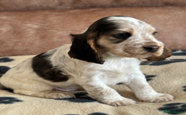 Cocker Spaniel dogs - Advert 1