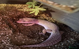 Leopard Gecko reptiles for sale: Leopard geckos - Image 5