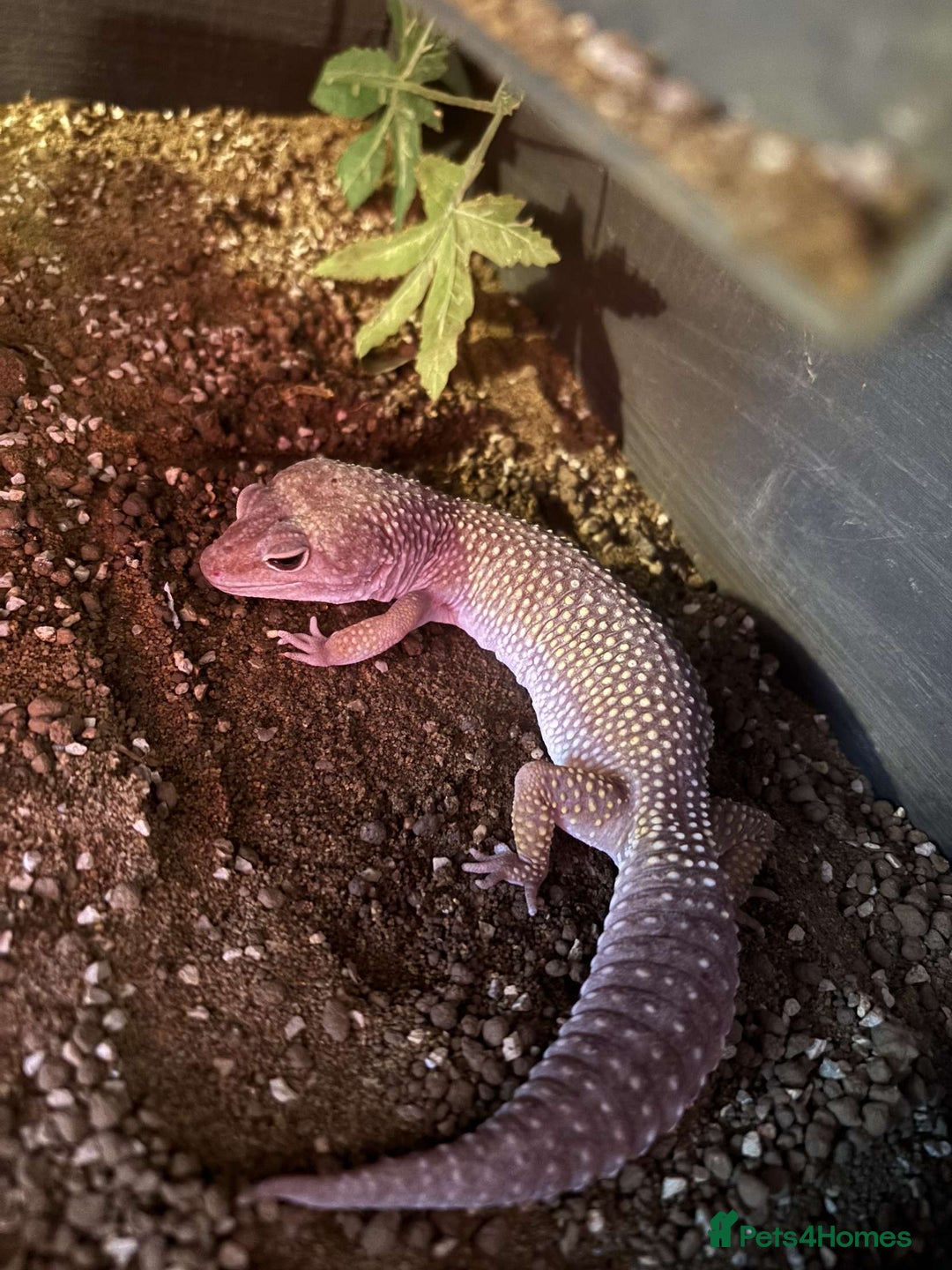 Leopard Gecko reptiles for sale: Leopard geckos - Image 5