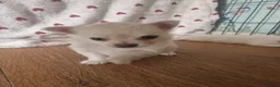 Chihuahua dogs for sale: First jab and health checked Luxury Chihuahua pups - Advert 23