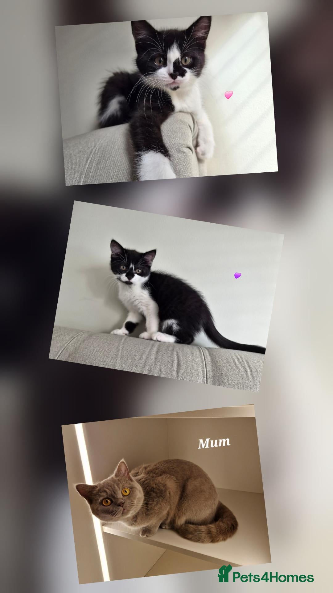 Mixed Breed cats Two sweet girls looking for their loving home - Advert 9