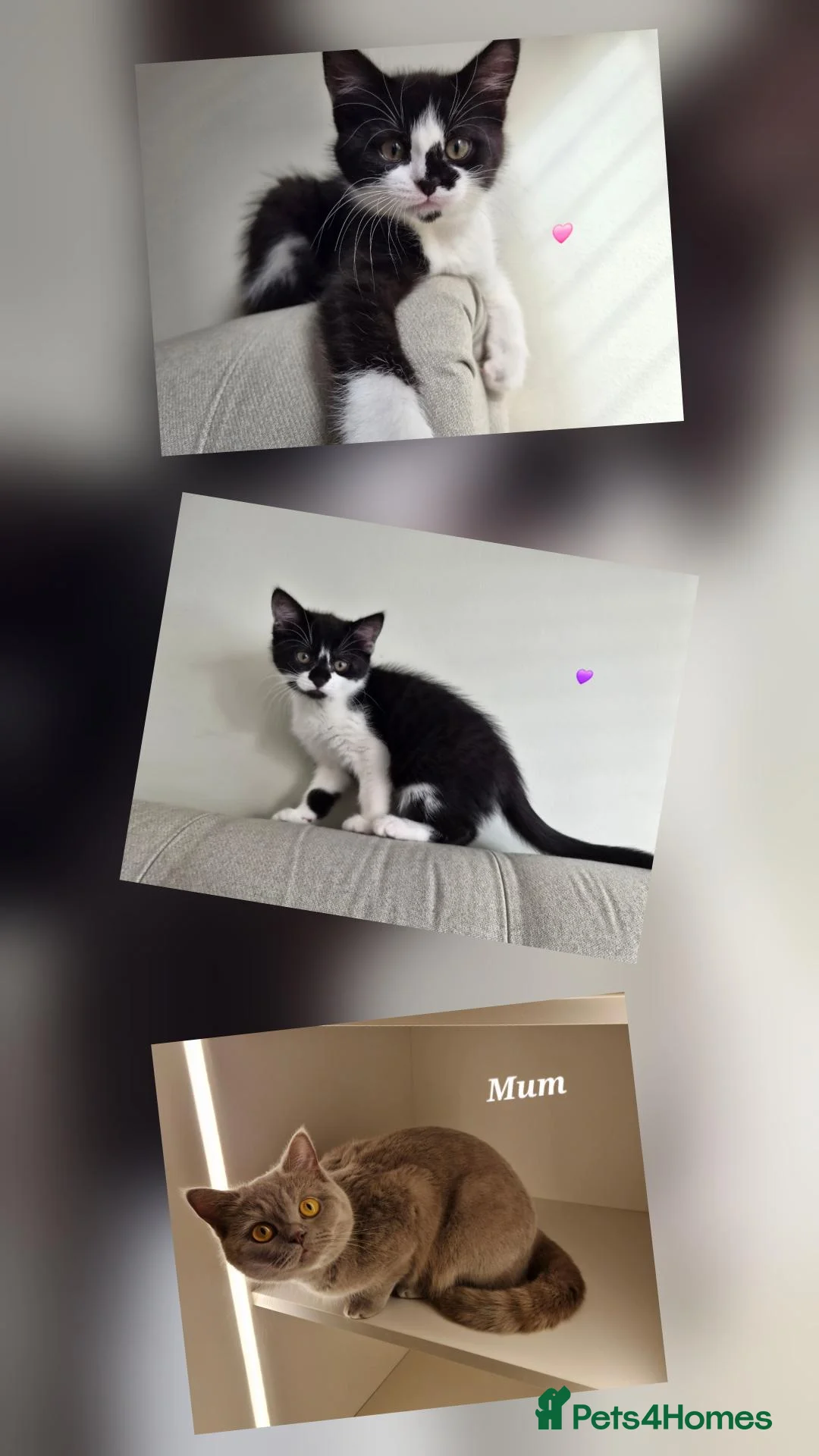 Mixed Breed cats for sale: Two sweet girls looking for their loving home in Grays - Advert 1