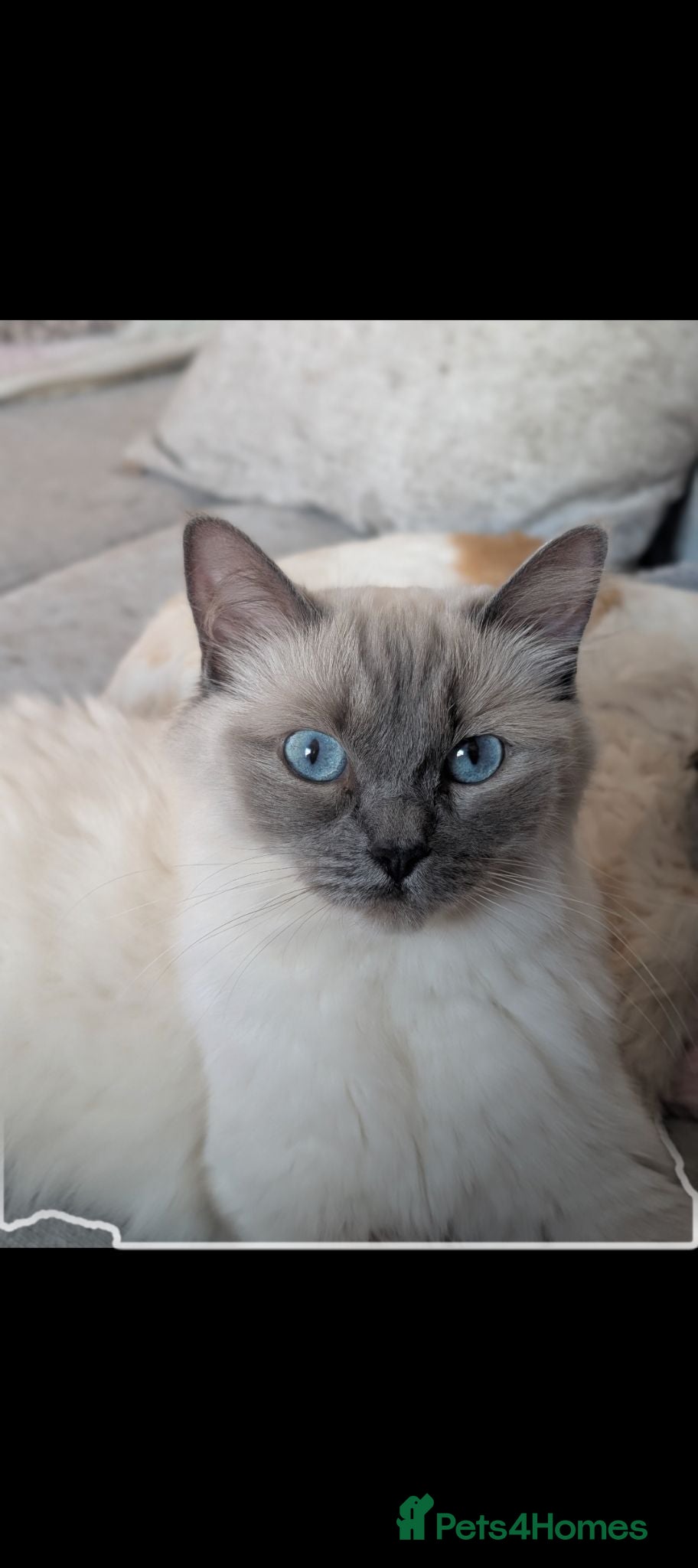Ragdoll cats Lilac point female ragdoll - Advert 4