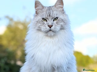 Maine Coon cats - Advert 33