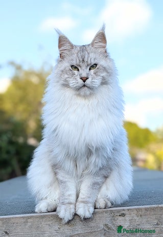 Maine Coon cats - Advert 6