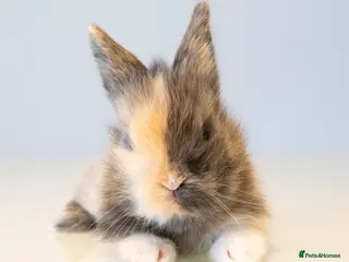 Lionhead rabbits Quality Double-maned Lionhead Rabbits - Advert 1
