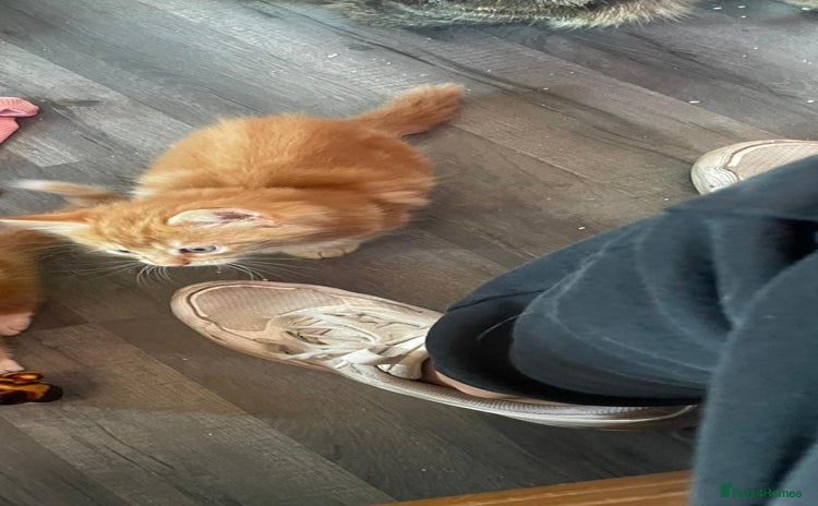 British Longhair cats - Advert 13