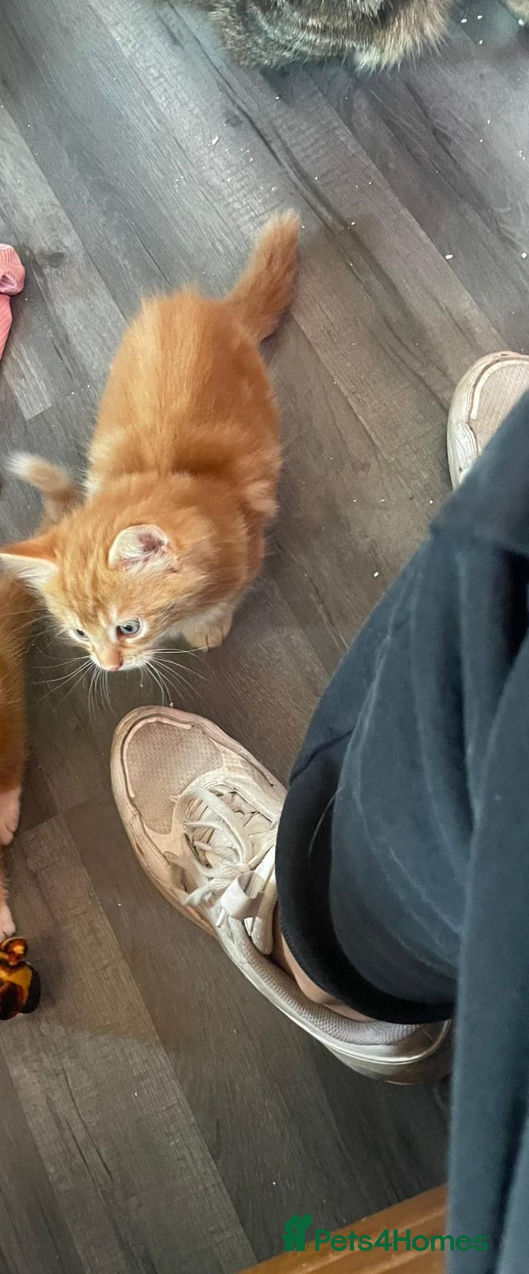 British Longhair cats for sale: Kittens 😸  - Image 1