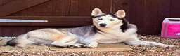 Siberian Husky dogs for sale: Buzz..... - Advert 6
