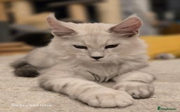 Maine Coon cats for sale: Large Silver Shaded Maine Coon kittens  - Image 11