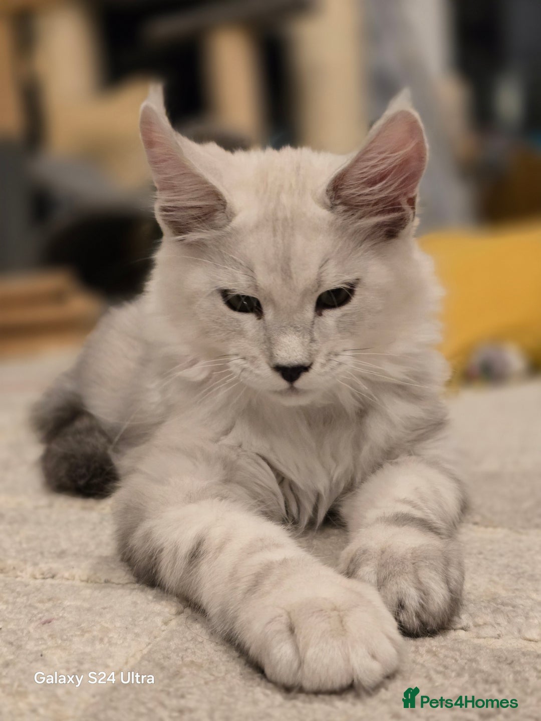 Maine Coon cats for sale: Large Silver Shaded Maine Coon kittens  - Image 11