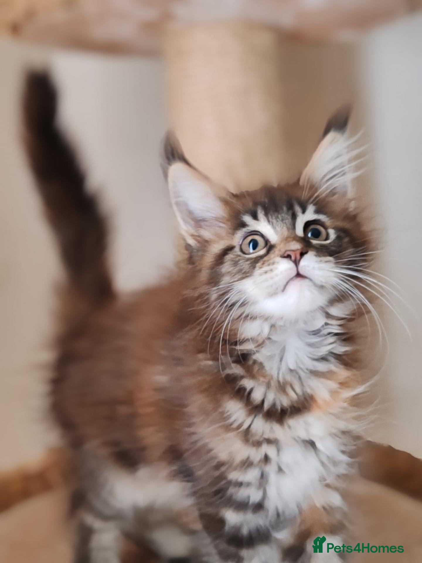 Maine Coon cats Russian bloodline Maine coon kittens - Advert 1