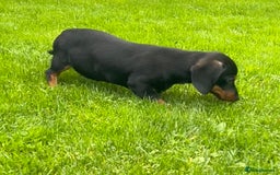 Miniature Dachshund dogs for sale: Miniature Dachshund Boys and Girls - Image 6