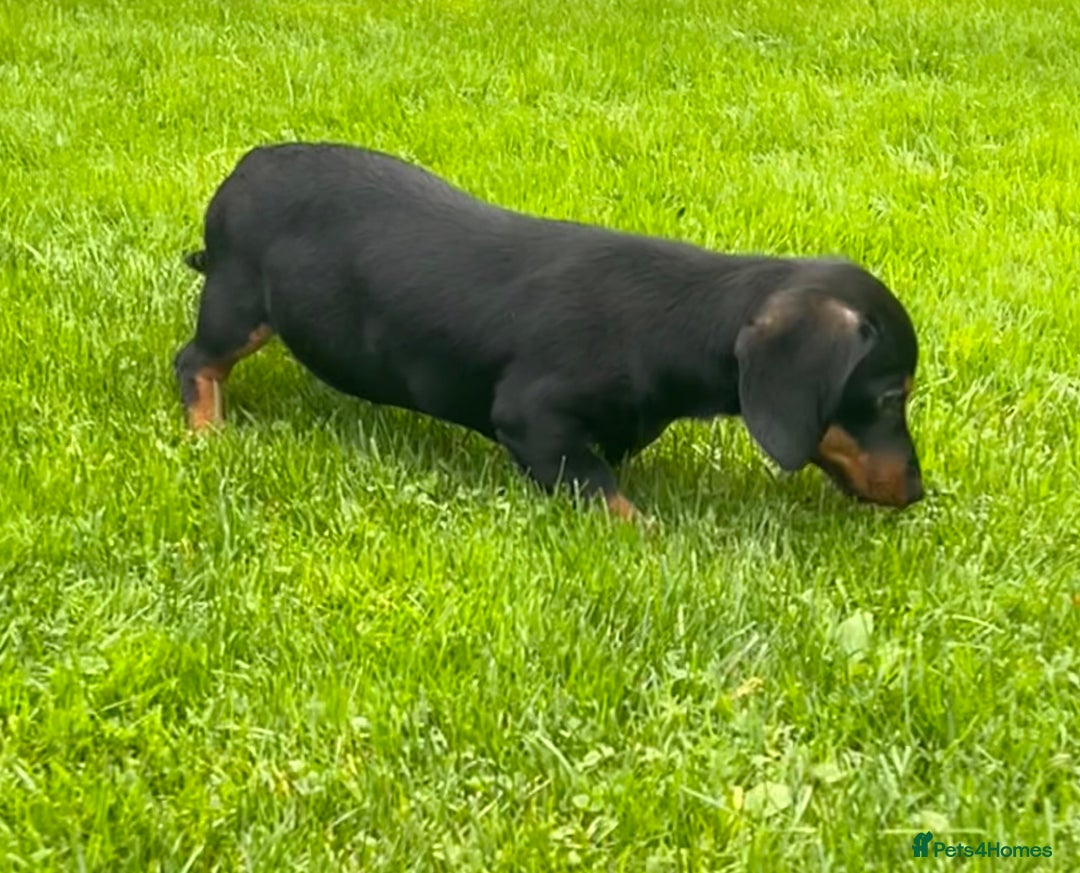 Miniature Dachshund dogs for sale: Miniature Dachshund Boys and Girls - Image 6