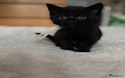 Domestic Shorthair cats for sale: 6 beautiful kittens - Image 4